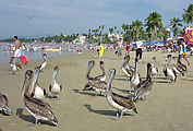 Los Guayabitos - Beach - Pelicans