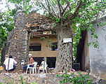Boat Ride - Chacala - Tree Growing on Old Building