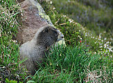 Wonderland Trail - Marmot