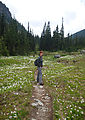 Wonderland Trail - Flowers - Laura