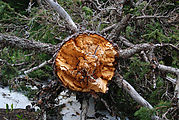 Wonderland Trail - Broken Tree