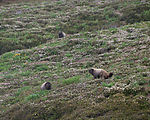 Wonderland Trail - Marmot