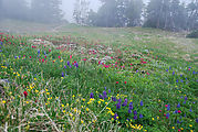 Wonderland Trail - Flowers