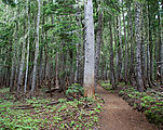Summerland Trail - Trees