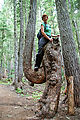 Summerland Trail - Tree - Laura