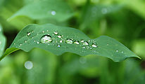 Summerland Trail - Water Droplets