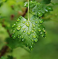 Summerland Trail - Water Droplets