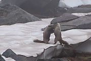 Summerland Trail - Marmots - Fighting