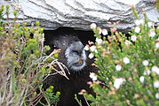 Summerland Trail - Marmot - Flowers
