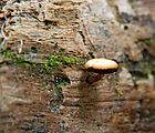 Summerland Trail - Mushroom