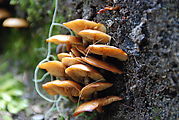 Summerland Trail - Mushrooms