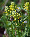 Spray Park Trail - Flower - Bee