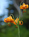 Tolmie Lookout Trail - Flower