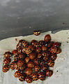Beach - Ladybugs (Photo by Laura)