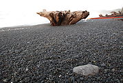 Beach - Stump (Photo by Laura)
