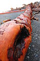 Beach - Red Log (Photo by Laura)