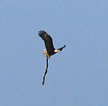 Beach - Bald Eagle with Stick