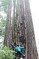 Redwood National Park - Ladybird Johnson Grove