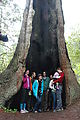 Redwood National Park - Ladybird Johnson Grove - Group - Lyra - Laura