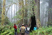 Redwood National Park - Ladybird Johnson Grove - Laura