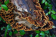 Redwood National Park - Ladybird Johnson Grove - Fungus