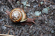 Redwood National Park - Ladybird Johnson Grove - Snail
