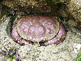 Burrows Island - Tidepooling - Crab