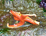 Burrows Island - Tidepooling - Starfish