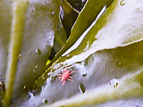 Burrows Island - Tidepooling - Tiny Red Crab