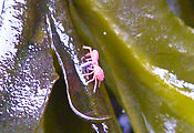 Burrows Island - Tidepooling - Tiny Red Crabs