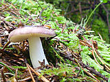 Burrows Island - East Island Hike - Mushroom