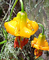 Burrows Island - East Island Hike - Flowers - Lily