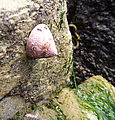 Burrows Island - Tidepooling - Limpet