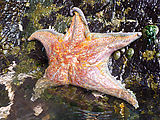 Burrows Island - Tidepooling - Starfish