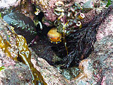 Burrows Island - Tidepooling - Shellfish