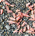 Beach - Dead Bugs