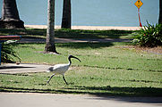 Townsville - Water Park - Bird - White Ibis