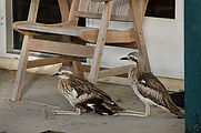 Whitsundays - Long Island Resort - Birds - Bush Stone Curlew