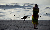 Whitsundays - Long Island Resort - Wallaby