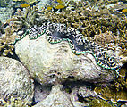 Whitsundays - Great Barrier Reef - Hardy Reef - Snorkeling - Clam