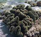 Whitsundays - Great Barrier Reef - Hardy Reef - Snorkeling - Coral
