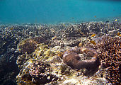 Whitsundays - Great Barrier Reef - Hardy Reef - Snorkeling