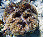 Whitsundays - Great Barrier Reef - Hardy Reef - Snorkeling - Clam