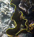 Whitsundays - Great Barrier Reef - Hardy Reef - Snorkeling