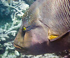 Whitsundays - Great Barrier Reef - Hardy Reef - Snorkeling - Fish