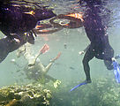Whitsundays - Great Barrier Reef - Hardy Reef - Bikini Snorkeling without Stinger Suit (Pursued by Scuba Photographers)
