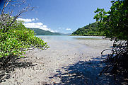 Whitsundays - Long Island Resort - Fish Bay - Beach - Mangroves