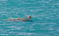 Whitsundays - Long Island Resort - Pelican Island - Beach - Turtle