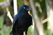 Whitsundays - Long Island Resort - Bird - Raven