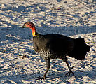 Whitsundays - Long Island Resort - Bird - Bush Turkey